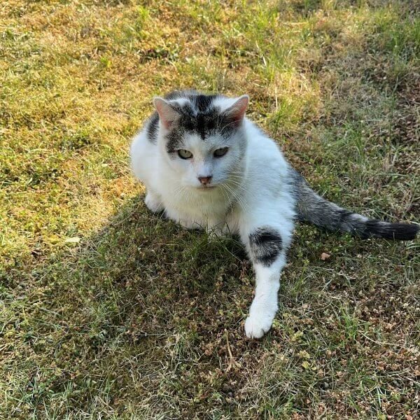 RIP Kater Micky: treuer Begleiter von Dennis Kater Micky im Garten, langjähriger Begleiter und Teil von DigiAds44, in Erinnerung an einen treuen Weggefährten